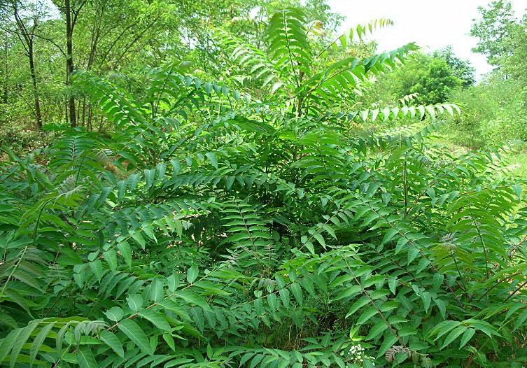 Ailanthus altissima / Ailanto